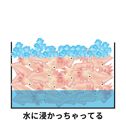 氷が溶けた水がたまりそのなかへイカが浸かっている