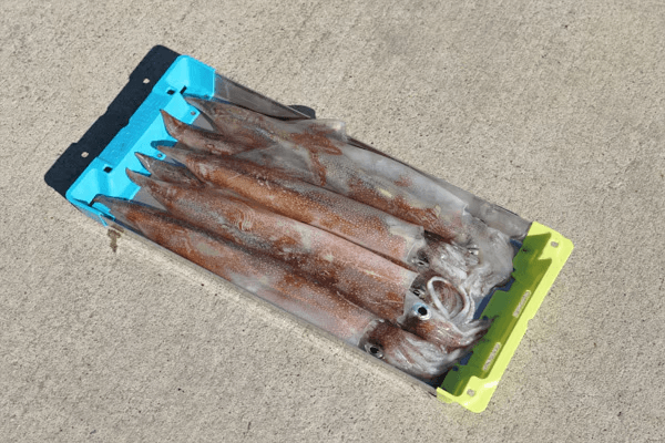 冷えキントレーMサイズ 大剣だと6杯前後はいる