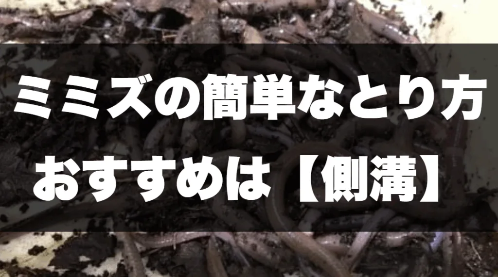 釣具店員直伝】ミミズの簡単な採り方！驚くほど獲れる穴場は『側溝