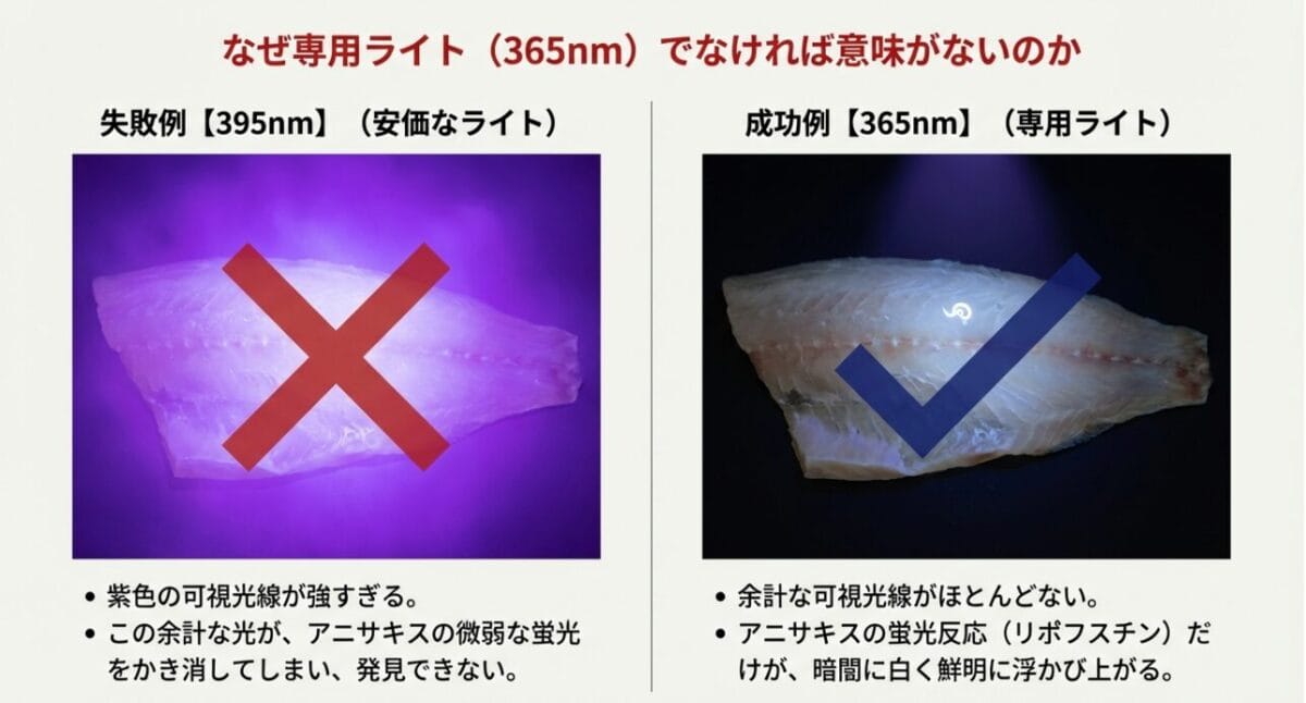アニサキスが見えない395nmの光と鮮明に光る365nmの光の比較検証画像